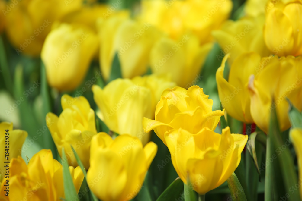 garden of yellow tulip flower as background. garden of yellow tulip flower as background.