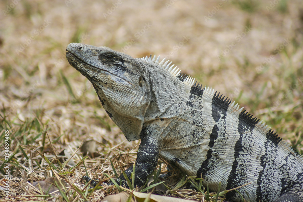 Green Iguana seen in the Mexican Yucatan. Green Iguana seen in the Mexican Yucatan.