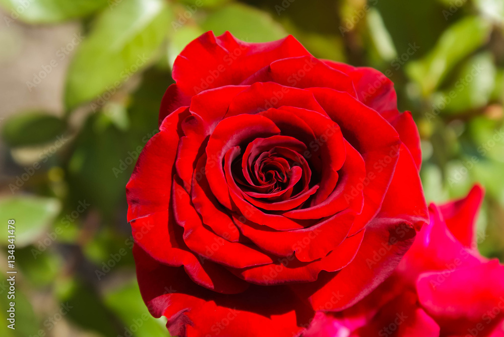 bright red rose Bush red rose, Bud red rose petal red rose bright red rose Bush red rose, Bud red rose petal red rose