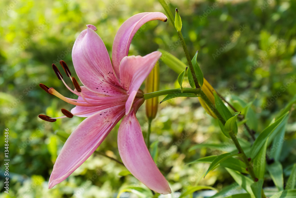 lily flower, white, orange, red , lilies in summer, outdoors, park, plants, flowers lily flower, white, orange, red , lilies in summer, outdoors, park, plants, flowers