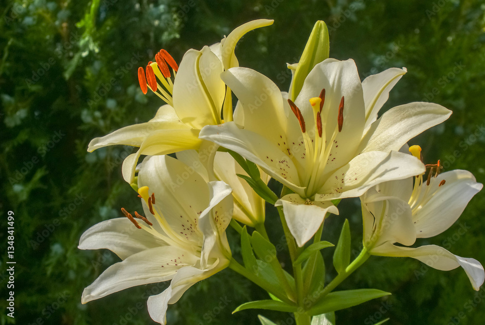Fototapeta premium lily flower, white, orange, red , lilies in summer, outdoors, park, plants, flowers
