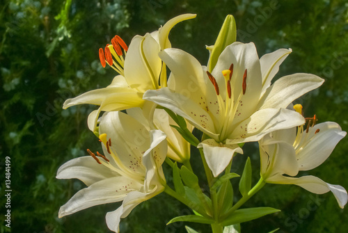 lily flower  white  orange  red   lilies in summer  outdoors  park  plants  flowers