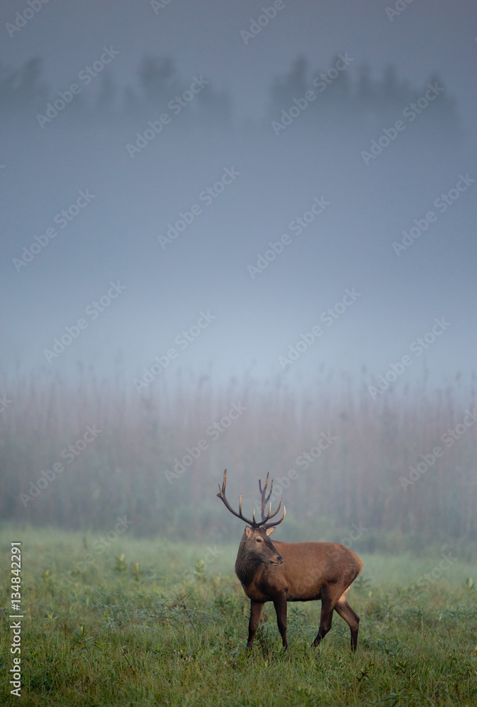 Red deer on foggy morning Red deer on foggy morning