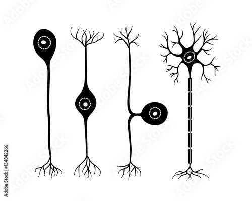 neurons photo