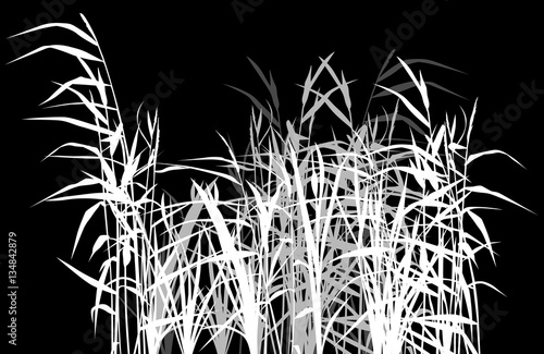 Fototapeta grupa trzciny biało-szare sylwetki na czarno