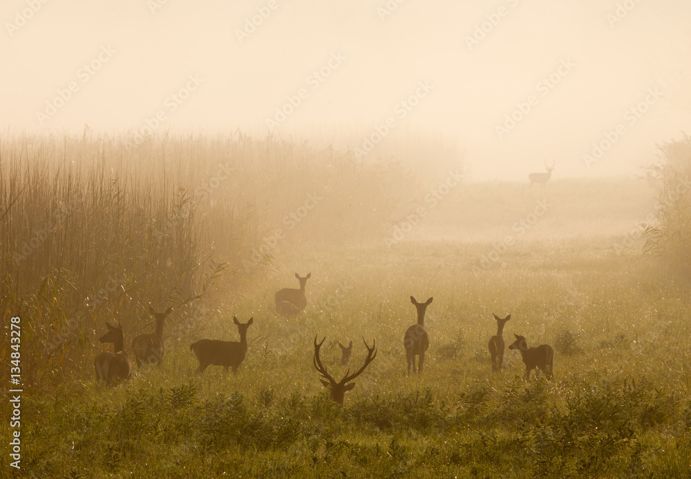 Naklejka premium Red deer with hinds