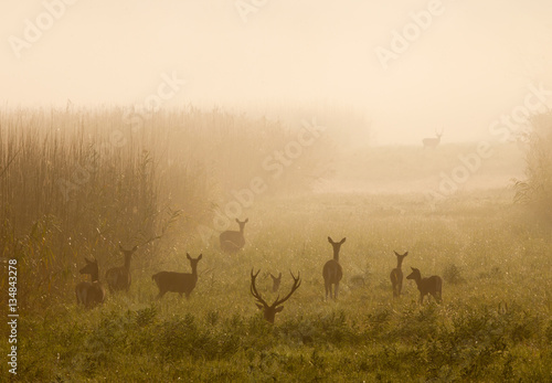 Canvas-taulu Red deer with hinds