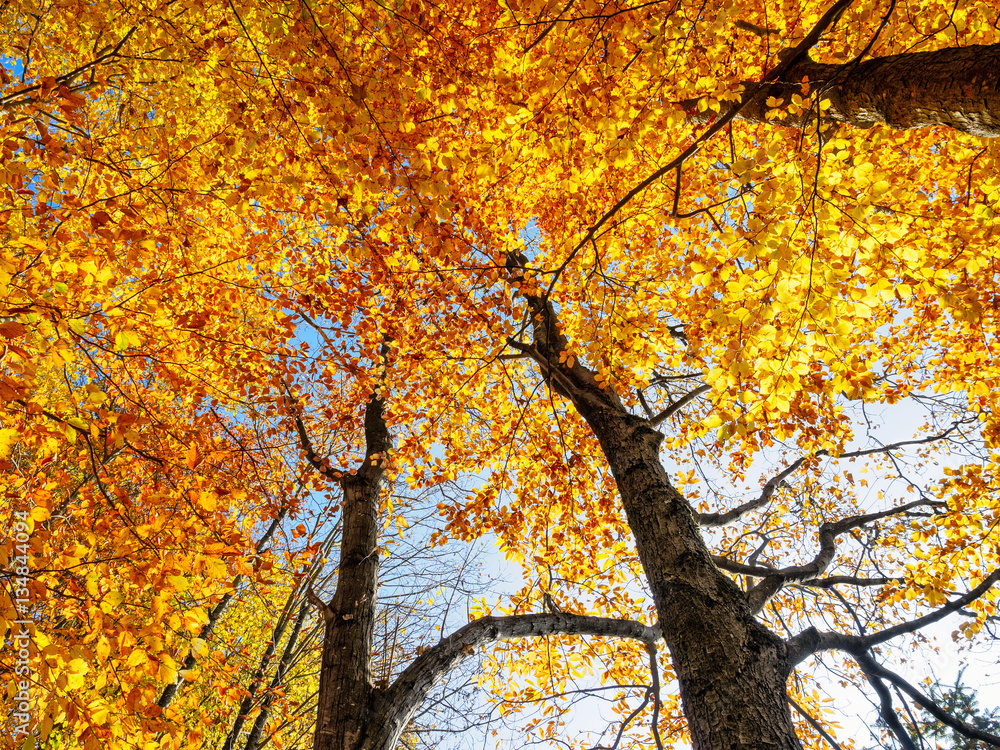 Golden leaves treetop autumn tree Golden leaves treetop autumn tree