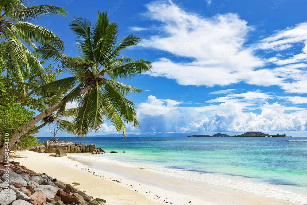 Coconut palm tree over blue ocean beach