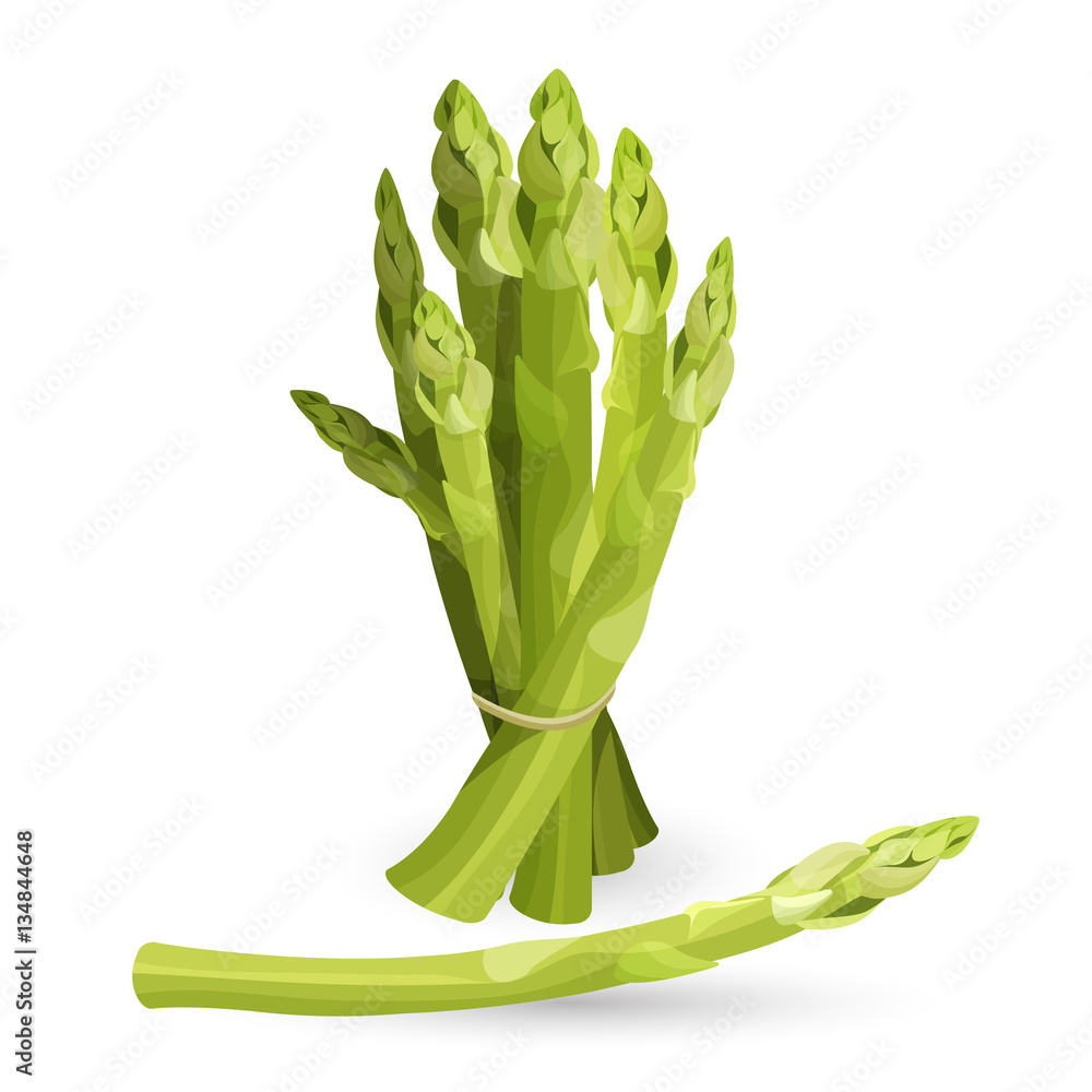 Bundle of cultivated garden asparagus vegetable stem isolated on white