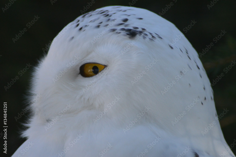 Fototapeta premium Schnee - Eule schaut / Snow - owl looks ( Bubo scandiacus )