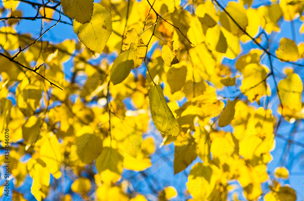 Yellow leaves on a blue sky background, Belgrade, Serbia Yellow leaves on a blue sky background, Belgrade, Serbia
