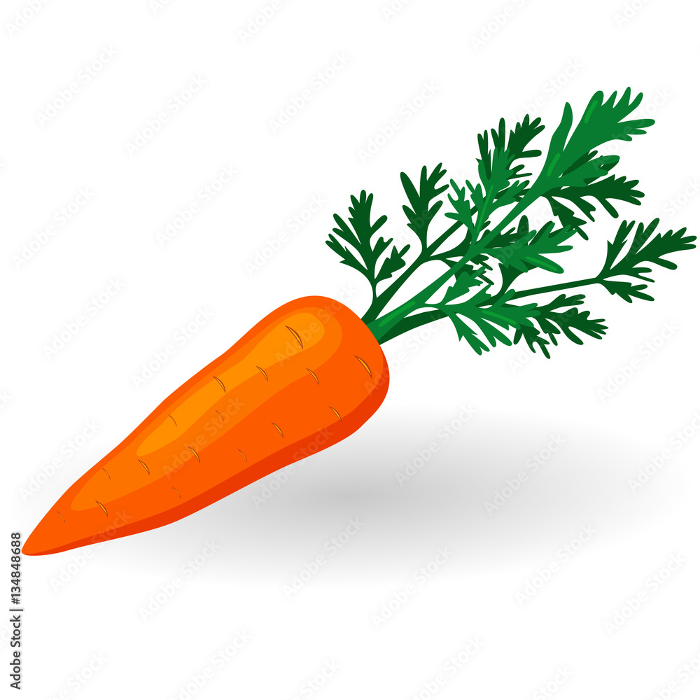Carrot vegetable isolated on white. vector illustration in flat style. Carrot for vitamin salad. Summer vegetables. Carrot vegetable isolated on white. vector illustration in flat style. Carrot for vitamin salad. Summer vegetables.