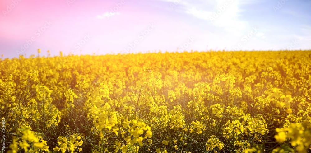 Fototapeta premium Yellow mustard field
