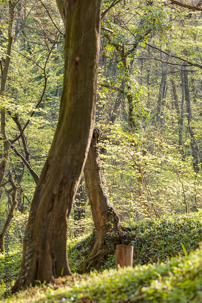 Obraz premium forest in the spring
