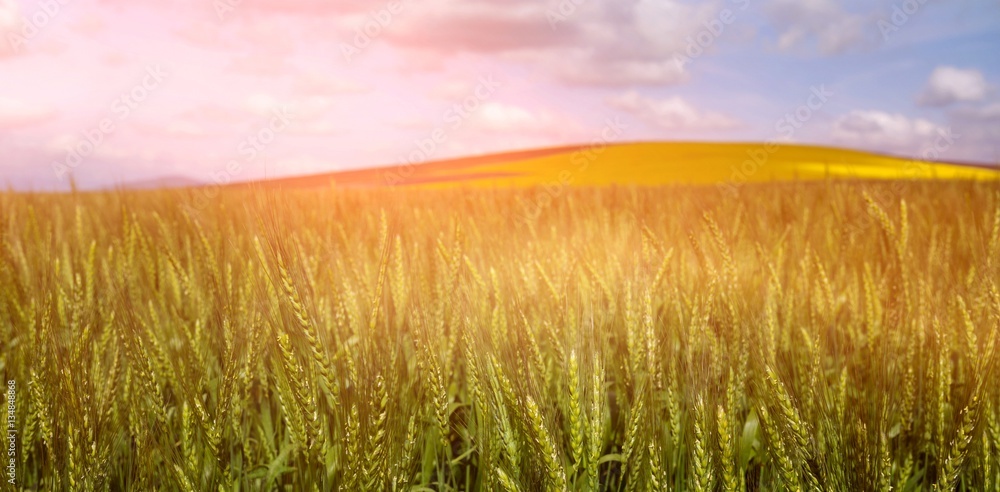 Beautiful green wheat field