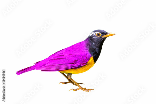 Colorful bird isolated standing with white background.