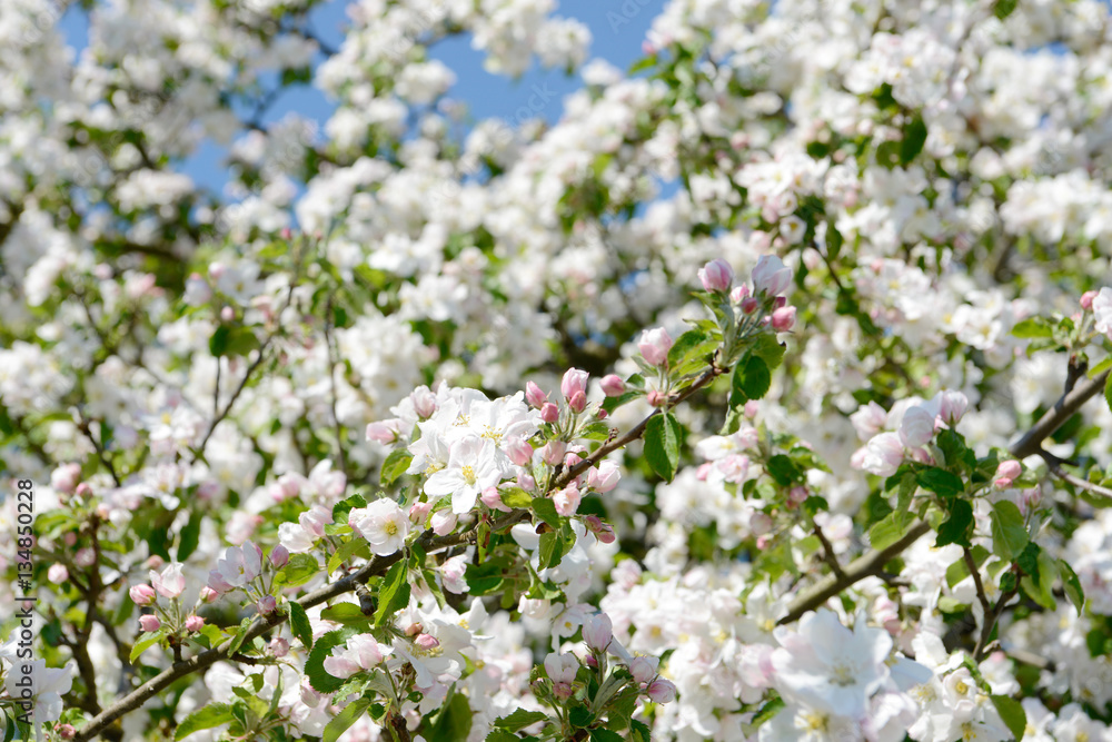 apple blossom in orchard apple blossom in orchard