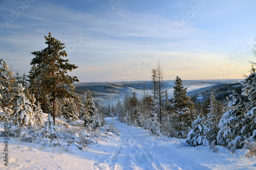 pine forest, winter