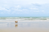Dog so cute beige color travel at beach