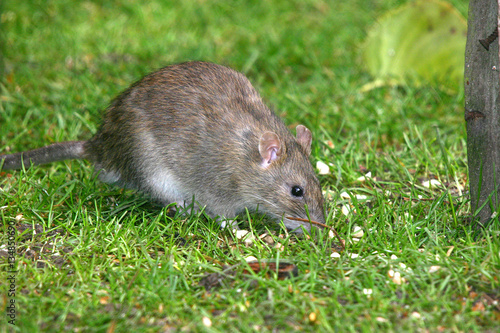 The brown rat, also referred to as common rat, street rat, sewer rat, Hanover rat, Norway rat, brown Norway rat, Norwegian rat, or wharf rat is one of the best known and most common rats. © Paul
