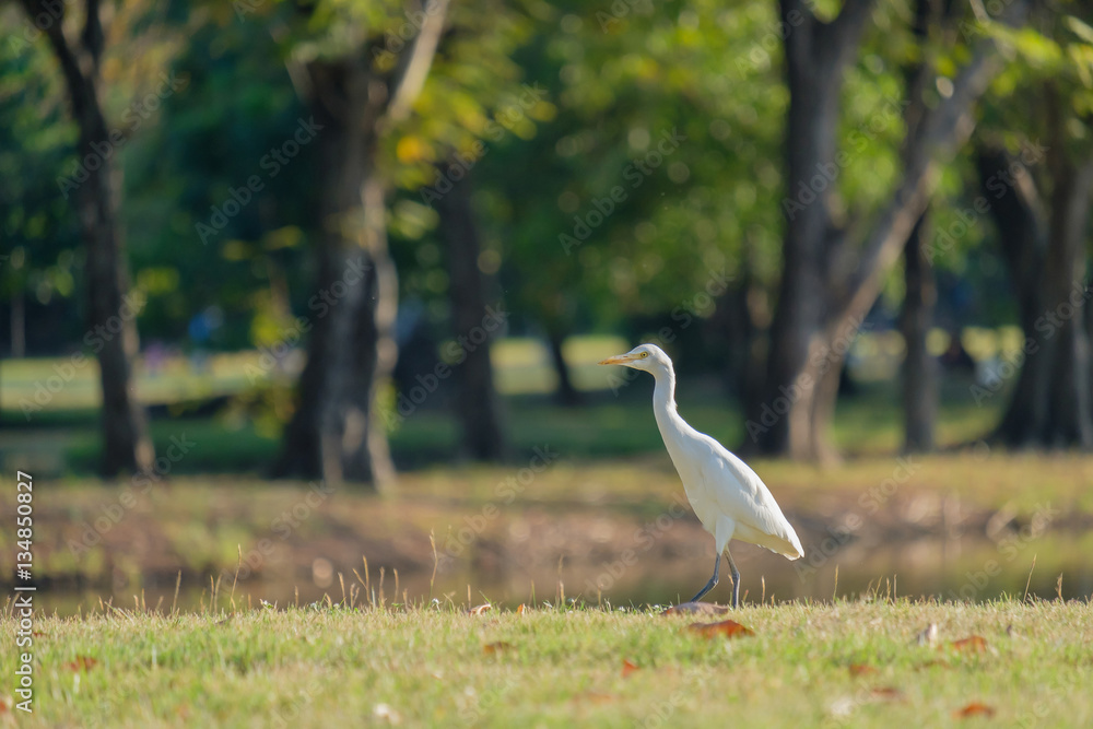 Fototapeta premium Egret foraging walk.