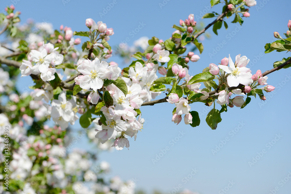 apple blossom in orchard apple blossom in orchard