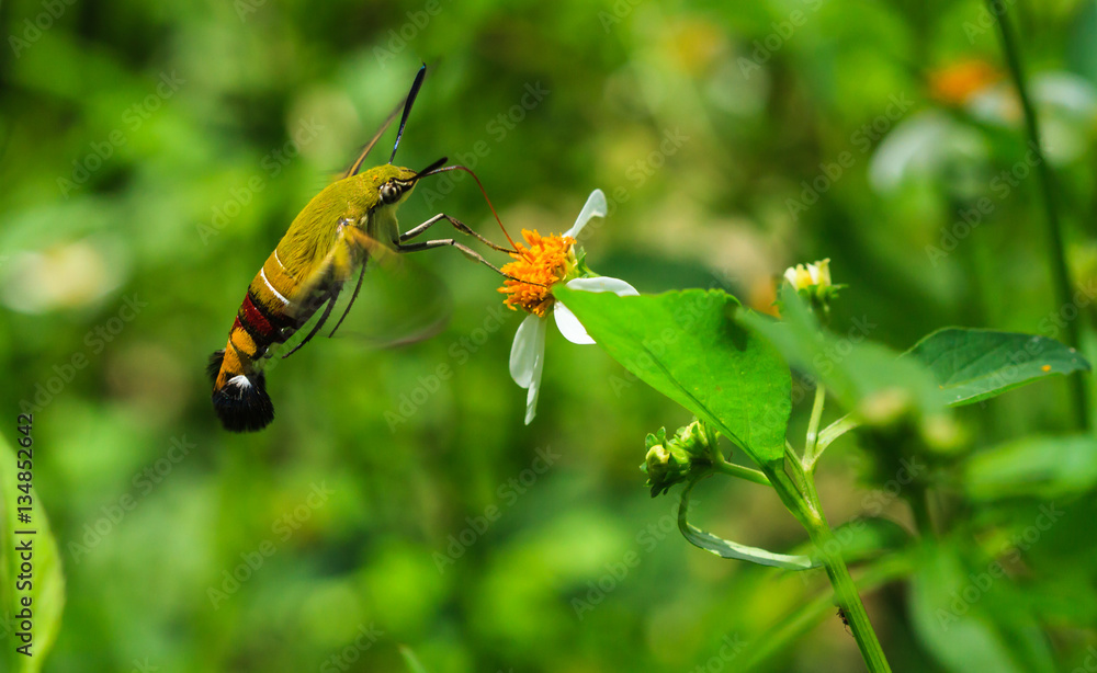 Hemaris fuciformis Sphingidae moth, known as bee Hawk-moth, enjoying the nectar of a white and yellow flower. Hummingbird moth. Hemaris fuciformis Sphingidae moth, known as bee Hawk-moth, enjoying the nectar of a white and yellow flower. Hummingbird moth.