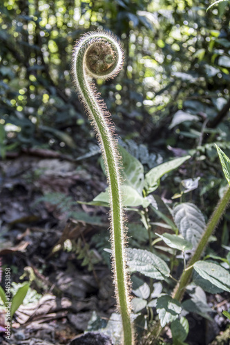 young leaf of fern in the jungle in Ecuador