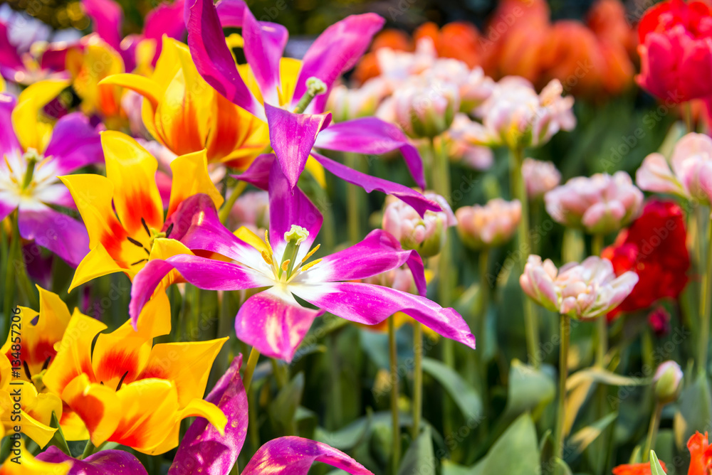 Fototapeta premium fresh colorful tulips in spring