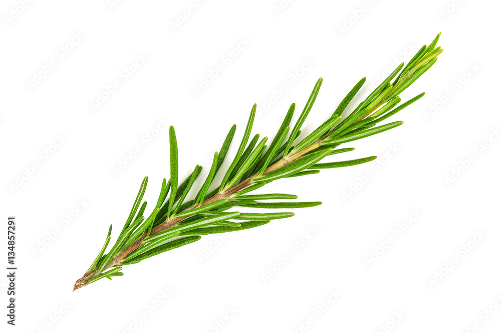 Fototapeta premium green rosemary twig
