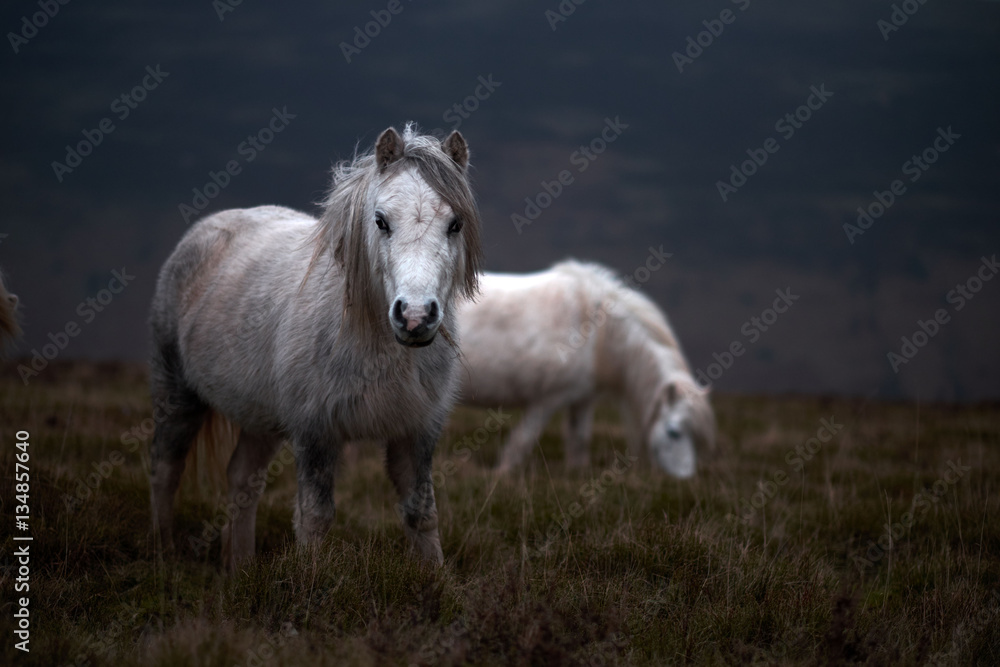 wild white horse, on a welsh mountain near Llangorse lake wild white horse, on a welsh mountain near Llangorse lake