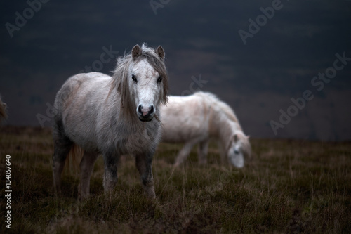 wild white horse  on a welsh mountain near Llangorse lake