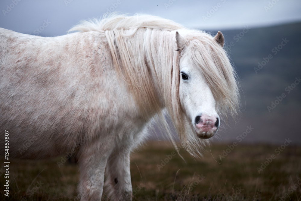 wild white horse, on a welsh mountain near Llangorse lake Stock Photo ...