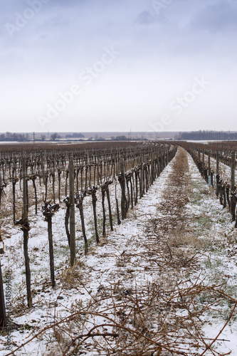 Vineyard in Cold Winter Day with Snow Covered Vines © Victority