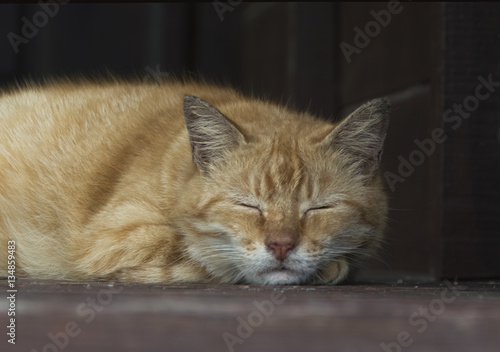 Fototapeta Naklejka Na Ścianę i Meble -  Cute lazy cat on the floor