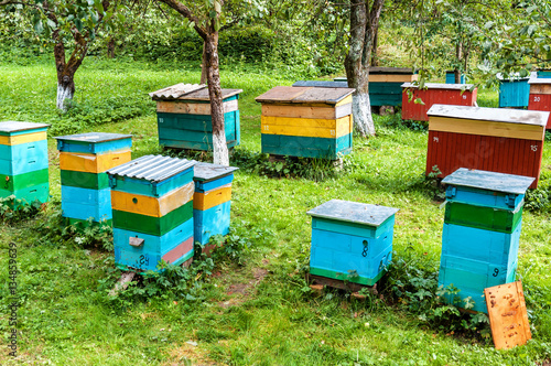 hives on the apiary