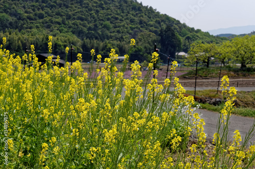 菜の花 春の田舎 日本