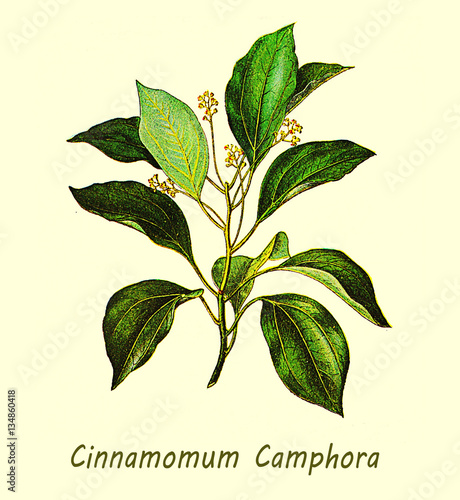 Slika na platnu XIX century illustration of Cinnamomum camphora or camphor tree, large evergreen