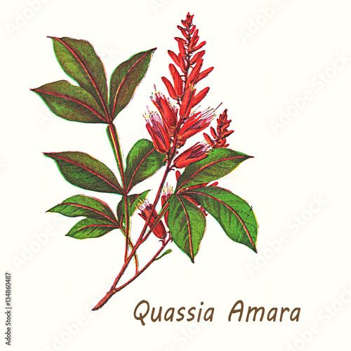 Vintage illustration of quassia amara, shrub with bright red flowers used as insecticide, in traditional medicine and as additive in the food industry for its bitter taste. photo