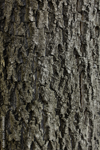 Fototapeta Naklejka Na Ścianę i Meble -  wood background from the old tree