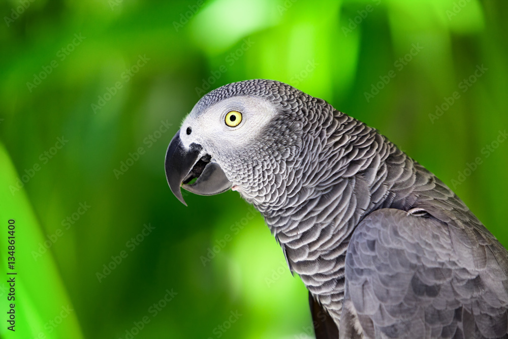 Portrait of African grey parrot against jungle. Side view of wild grey parrot head on green background. Wildlife and rainforest exotic tropical birds as popular pet breeds. Portrait of African grey parrot against jungle. Side view of wild grey parrot head on green background. Wildlife and rainforest exotic tropical birds as popular pet breeds.