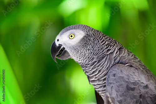 Portrait of African grey parrot against jungle. Side view of wild grey parrot head on green background. Wildlife and rainforest exotic tropical birds as popular pet breeds.