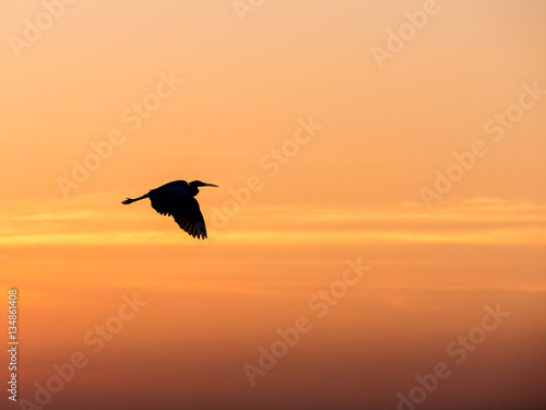 Little Chinese egret bird fly over the sea, in sunset light