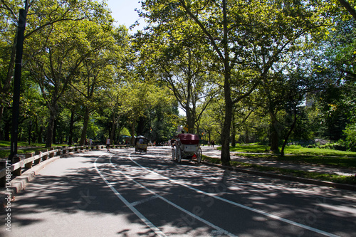 Road and horse carriage under shade of tree at Central Park, New York