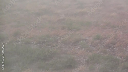 Hail, Rain and Wind Blast Prairie Grasses photo