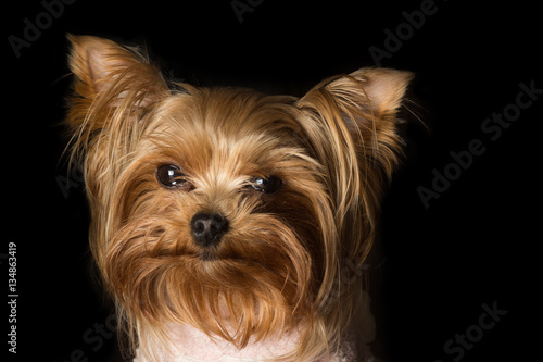 Portrait of a Girl Yorkshire Terrier on the black background