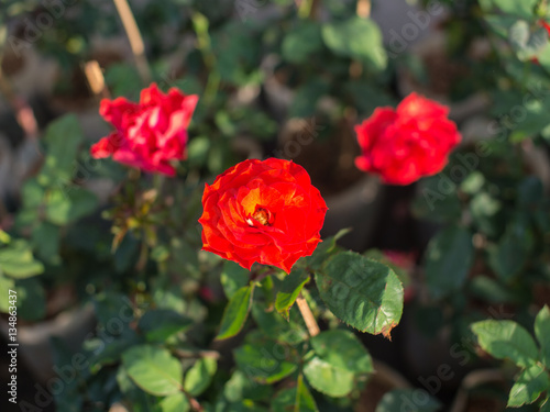 Red Roses in The Garden