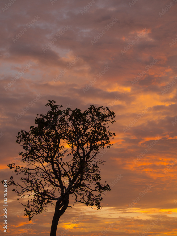 Golden Mixed Grey Clouds and Tree silhouette Golden Mixed Grey Clouds and Tree silhouette