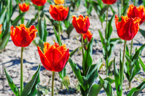 red tulips on the field © Volodymyr Shevchuk
